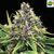 Hindu Kush Auto, Фасовка: 3