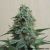 AK Kush, Фасовка: 5