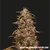 Big Altai Sativa Express, Фасовка: 1