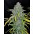 Blue Dream'matic Auto, Фасовка: 25
