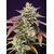 Purple Punch OG XL Auto, Фасовка: 5+2
