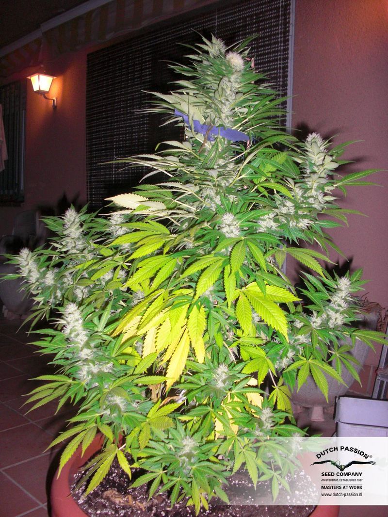 White Widow, Фасовка: 3, изображение 5