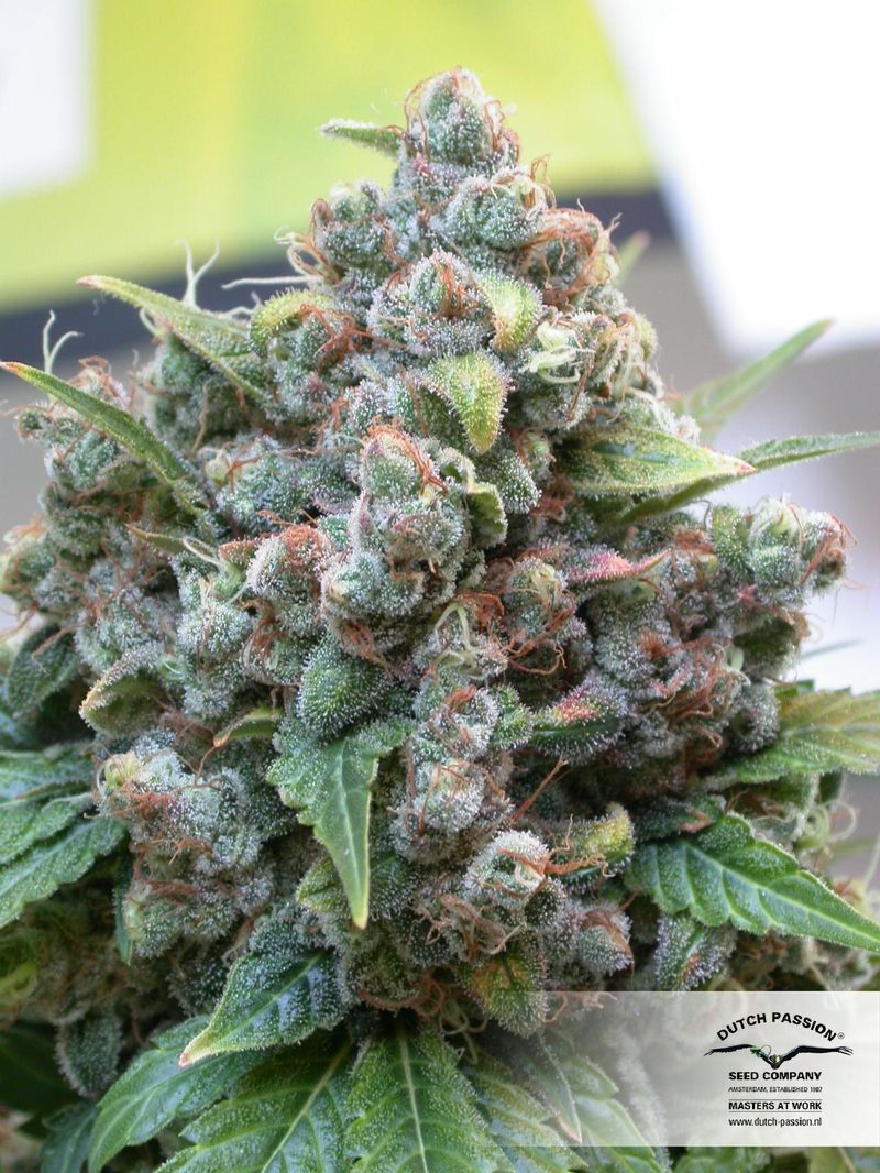 White Widow, Фасовка: 3, изображение 3