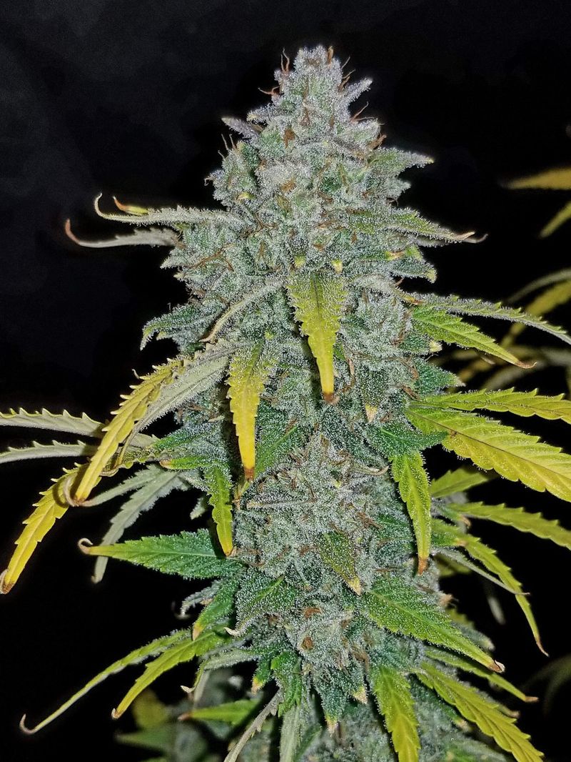 Blue Dream'matic Auto, Фасовка: 3