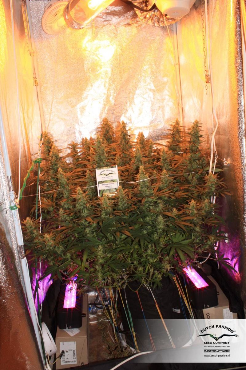 White Widow, Фасовка: 3, изображение 6