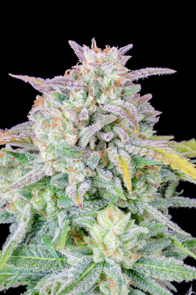 Original Auto Afghan Kush, Фасовка: 1, изображение 5