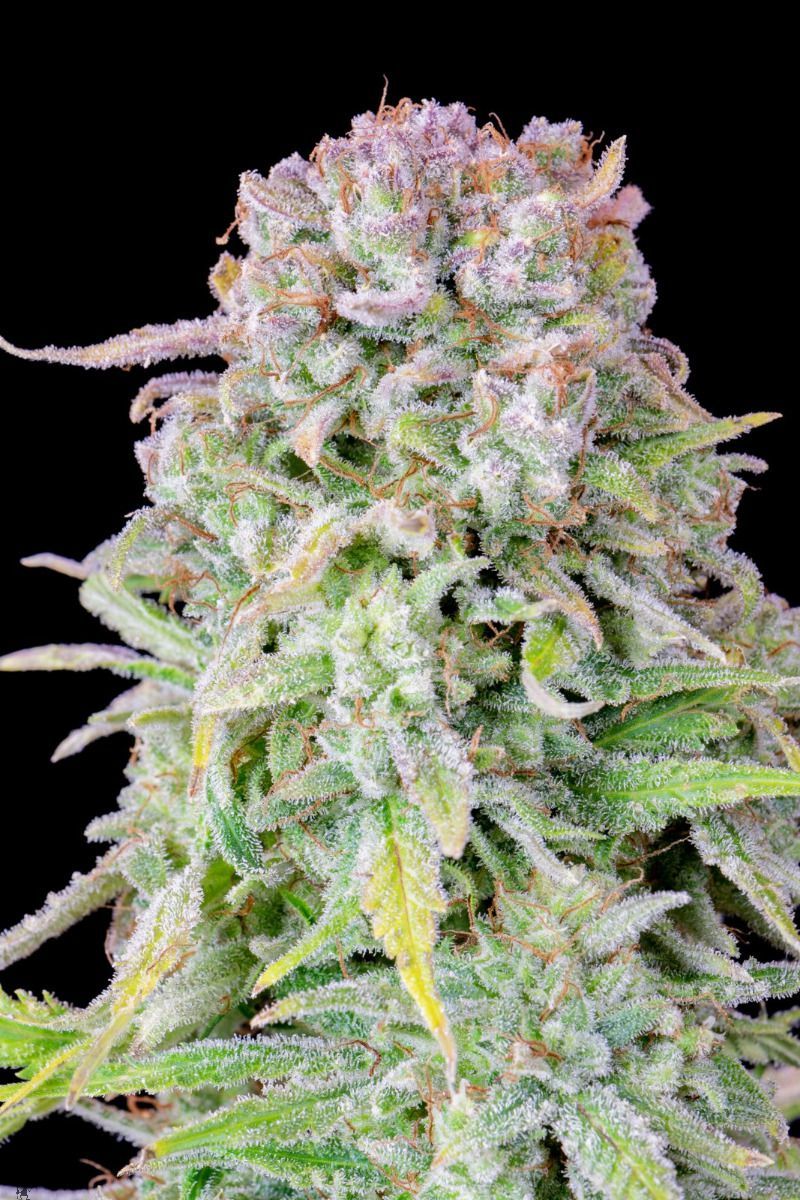 Original Auto Afghan Kush, Фасовка: 1, изображение 3