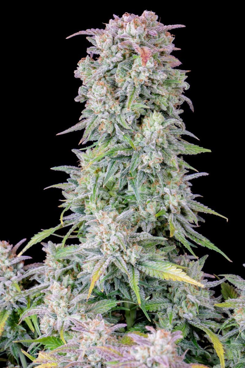 Original Auto Afghan Kush, Фасовка: 1, изображение 7