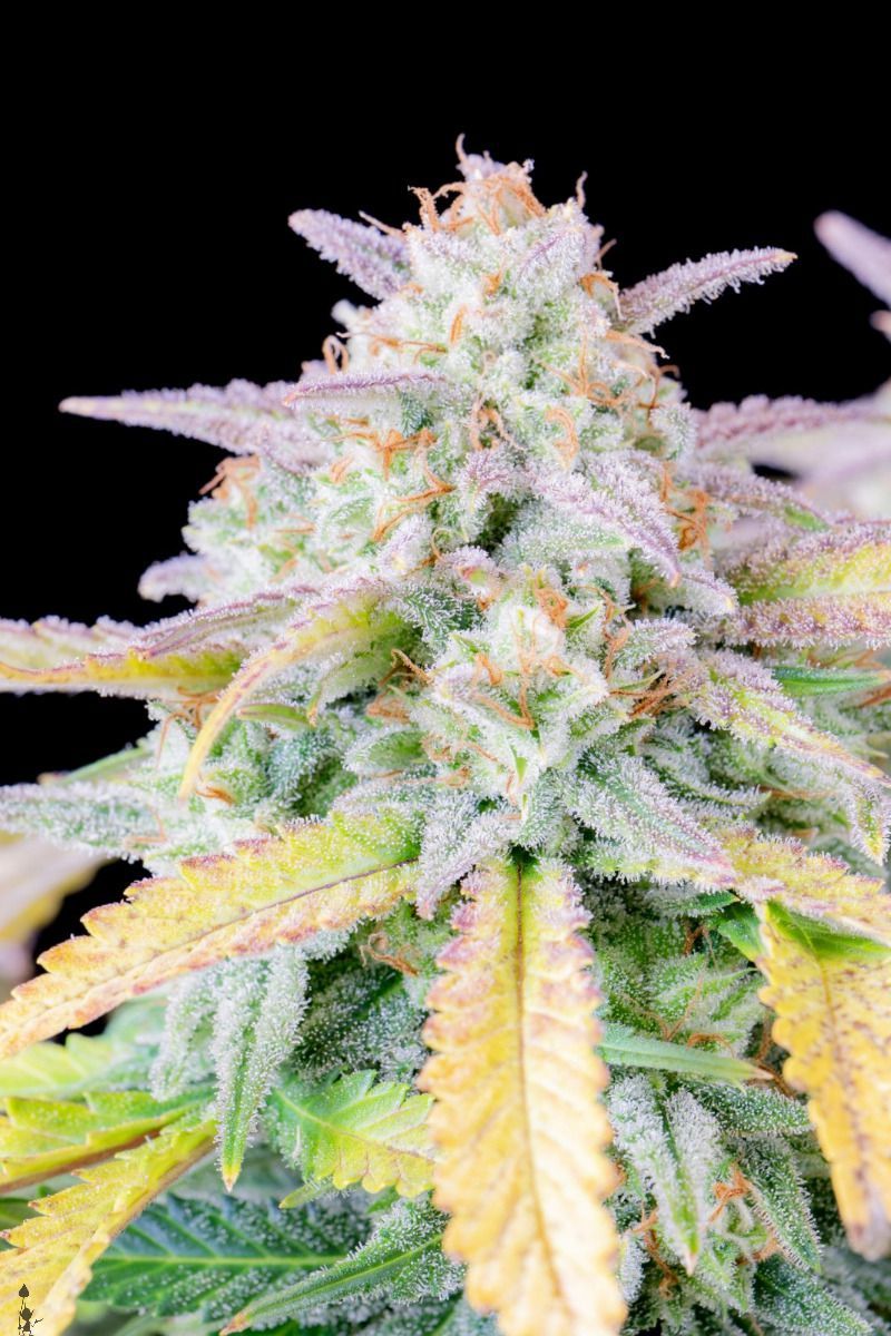 Original Auto Afghan Kush, Фасовка: 1, изображение 6