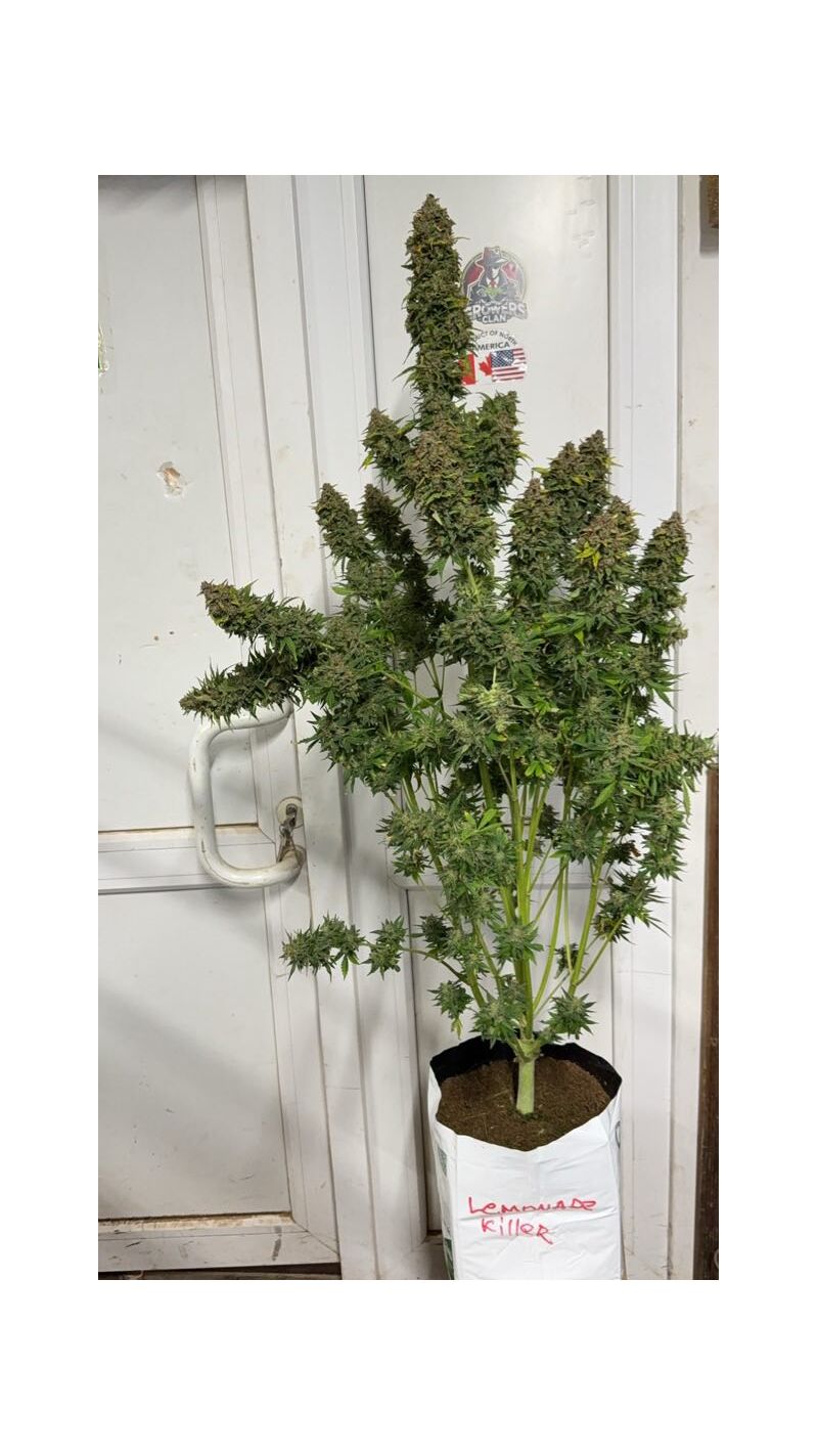 Lemonade Killer auto RBX, Фасовка: 3, изображение 2