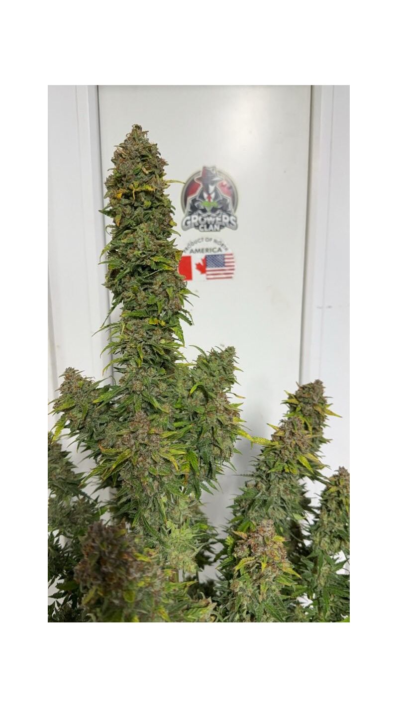 Lemonade Killer auto RBX, Фасовка: 3, изображение 3