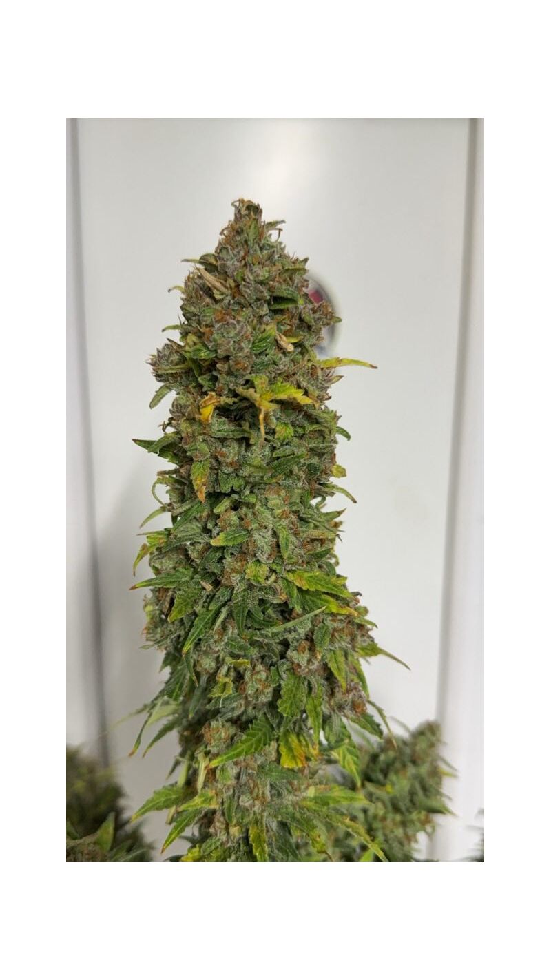 Lemonade Killer auto RBX, Фасовка: 3, изображение 4