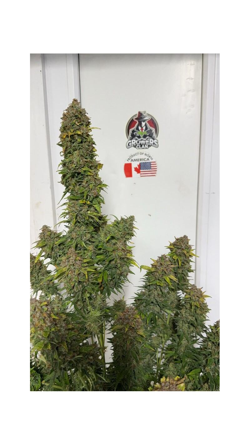 Lemonade Killer auto RBX, Фасовка: 3, изображение 5