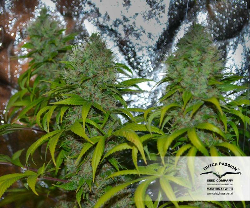 White Widow, Фасовка: 3, изображение 4