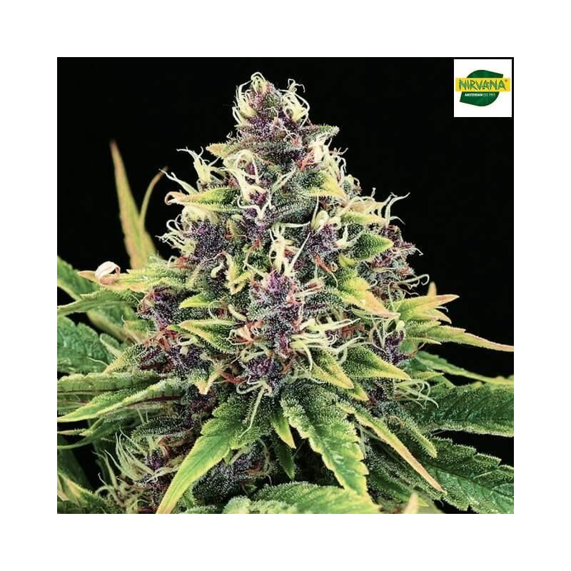 Hindu Kush Auto, Фасовка: 3