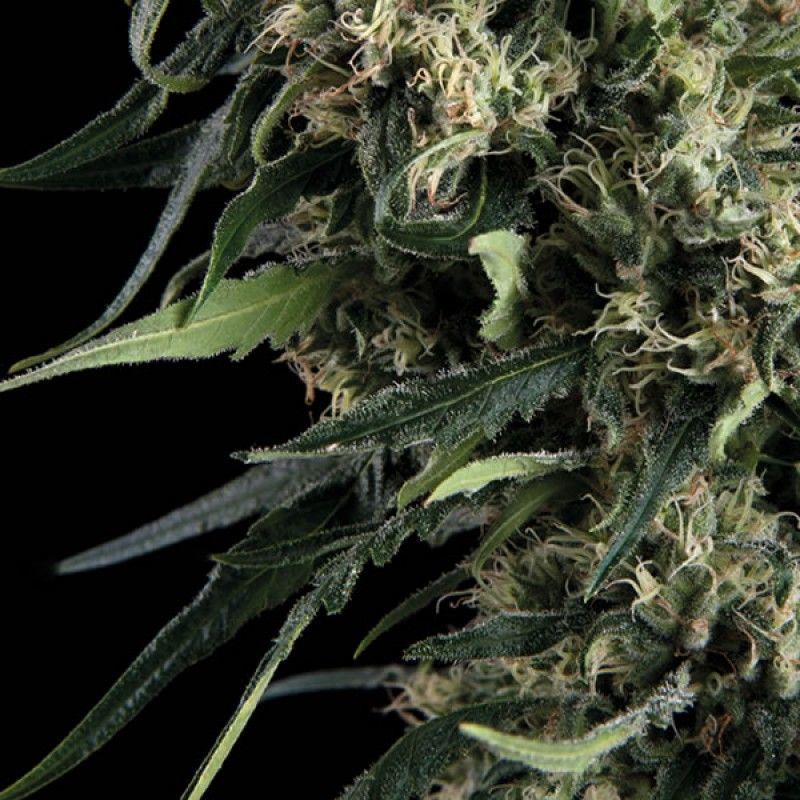 Blueberry Auto, Фасовка: 5+1