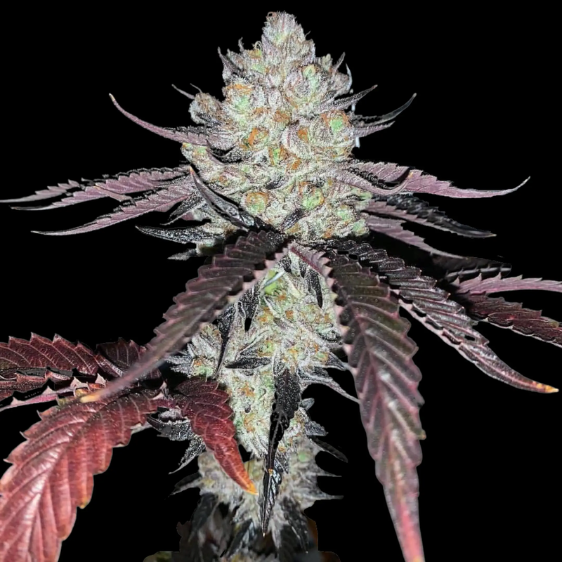 Marshmallow OG, Фасовка: 5