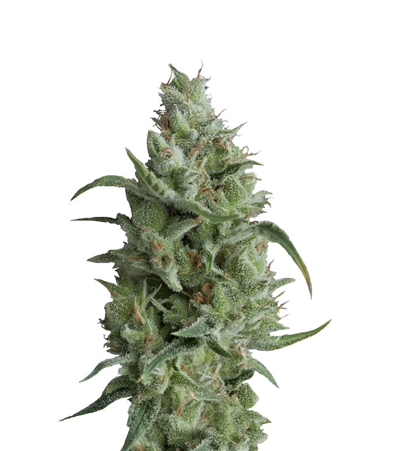 Super OG Kush, Фасовка: 3+1, изображение 2