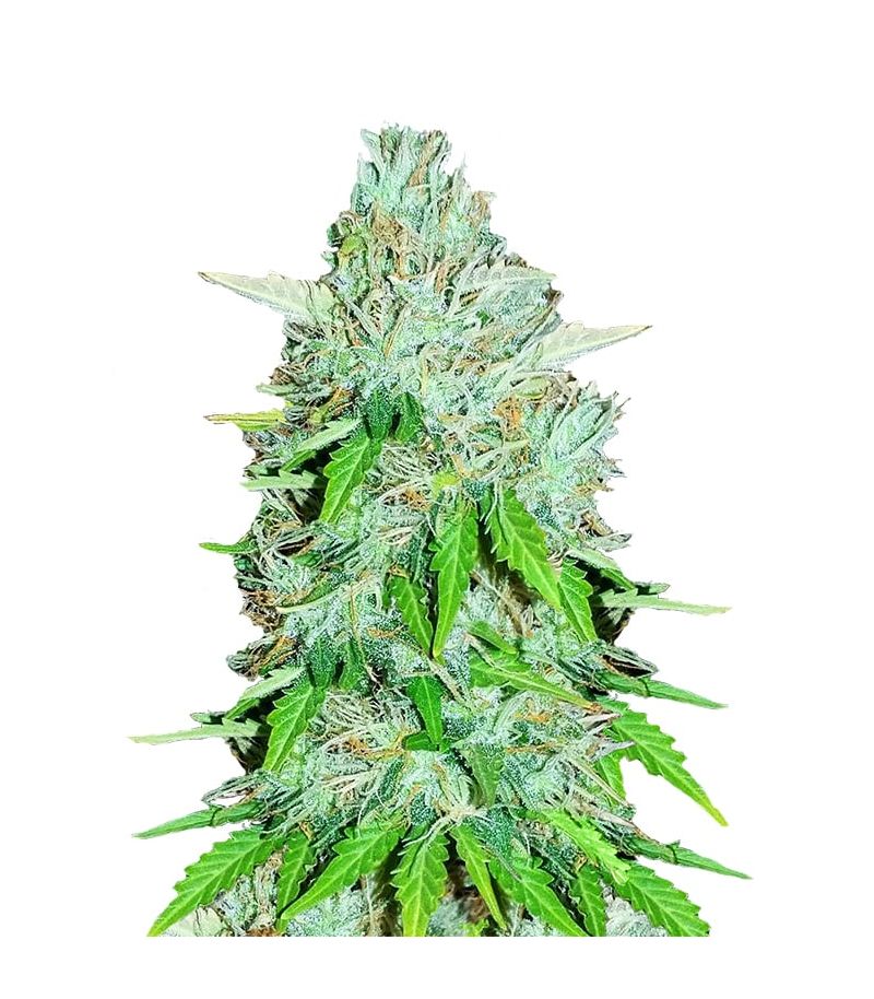 Super OG Kush, Фасовка: 3+1